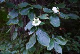 Evergreen Dogwood
