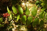 False Solomon's Seal