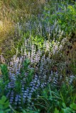 Water Spearmint