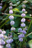 Water Spearmint close-up