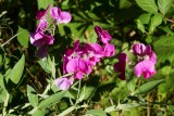 Perennial pea - Roze lathyrus
