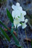 Perennial Pea - Witte Lathyrus