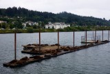 Dok met California Sea  Lions en Astoria op de achtergrond