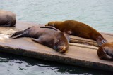 Californische zeeleeuwen 4