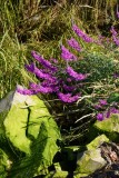 Purple Loosestrife