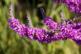 Close-up Purple Loosestrife