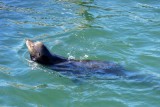 Californische zeeleeuw in de baai 1