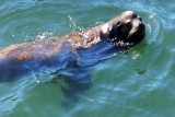 Californische zeeleeuw in de baai 2