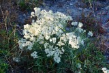Pearly Everlasting