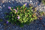 Beardtongue (Penstemon)