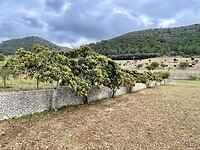 Mispel(?)bomen vlakbij Randa