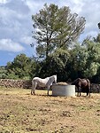 Veel paardenfokkerijen op Mallorca