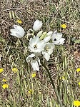 Deze prachtige witte bloemen zie je heel veel in de weilanden