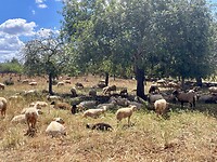 Een gezellig klingelende kudde schapen onder de olijfbomen