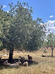 Een gezellig klingelende kudde schapen onder de olijfbomen 2