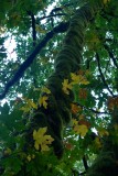 Bemoste boom met herfstblad van esdoorn