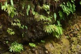 Ondanks de langdurige droogte doen de varens het nog redelijk in de Oneonta Gorge