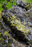 Heldergroen mos op het basalt, Oneonta Gorge
