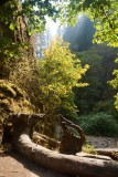 De ingang van Oneonta Gorge 2