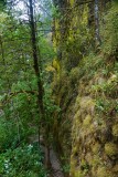 Bemoste wand van de Oneonta Gorge