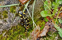 Er stak plotseling een vuursalamander de weg over, die zich nog even liet fotograferen