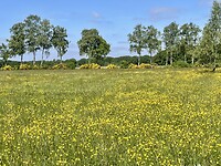 Veld vol boterbloemen, omzoomd door brem
