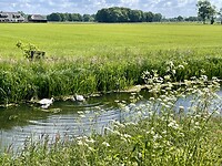 Zoekplaatje: 2 zwanenkuikens
