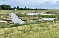 Leuke strook met moerassig land langs de Oosterscheldedijk (Natuurmonumenten)