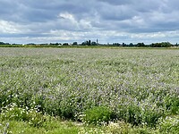 Kleurige groenbemesting met Middelburg in de verte