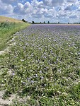 Alweer een veld met paarse bloemetjes