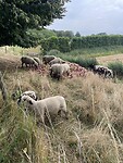 Groepje schapen bij een enorme stapel uien