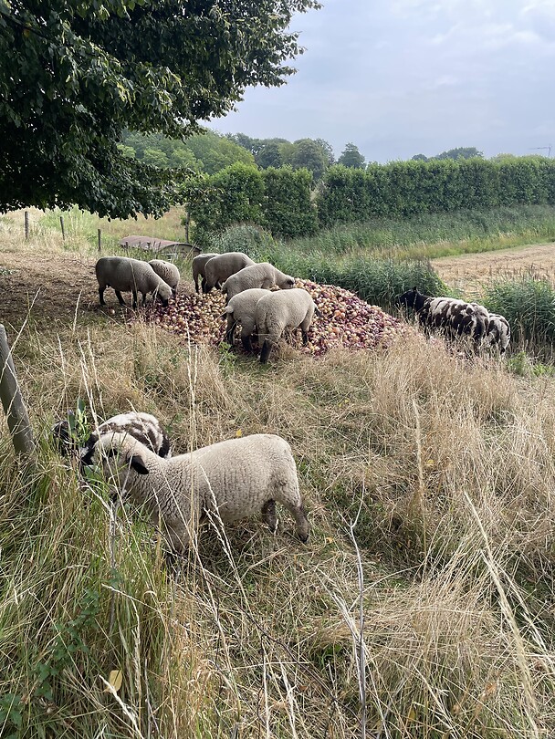 Groepje schapen bij een enorme stapel uien