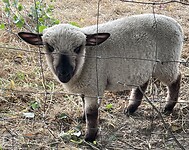 Een van de lammetjes met volgens Marja een koalakopje