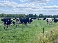 Friese koeien in het Friese land