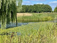 Vaartje vol met watergentiaan
