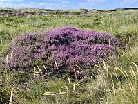 Bloeiende heide