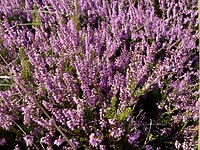 Close-up bloeiende heide