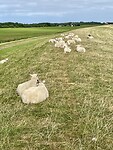 De schapen keerden ons massaal de rug toe op de dijk