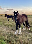 Prachtig Shire-paard