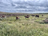 Herefords houden het gras tussen de heidestruiken kort