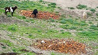 De geiten krijgen hier appels (en kaki’s?) in overvloed