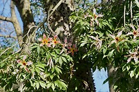 Zijdeboom - Ceiba speciosa, bijna uitgebloeid maar nog steeds mooi -2