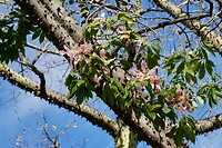 Zijdeboom - Ceiba speciosa, bijna uitgebloeid maar nog steeds mooi -1