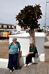 De dames bij een hele oude ficus