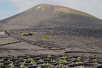 Het grijze landschap bij La Gería, moeizame wijnbouw