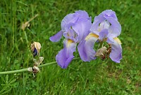 Fraaie blauwe lissen - Iris pallida