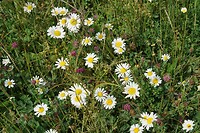 Veel voorjaarsbloemen onderweg