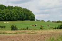 Veel kleuren koeien in de grazige weiden