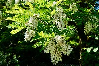 Robinia pseudoacacia, staat hier vol in bloei