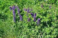 Prachtige paarse lupinen (1)